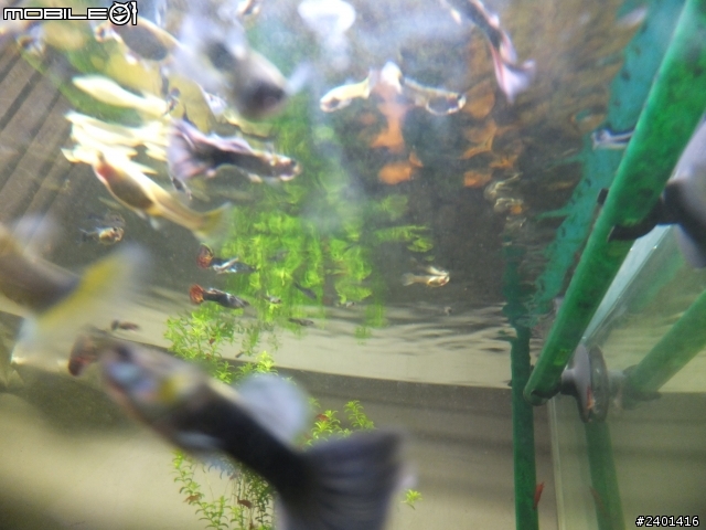 魚蝦共和國