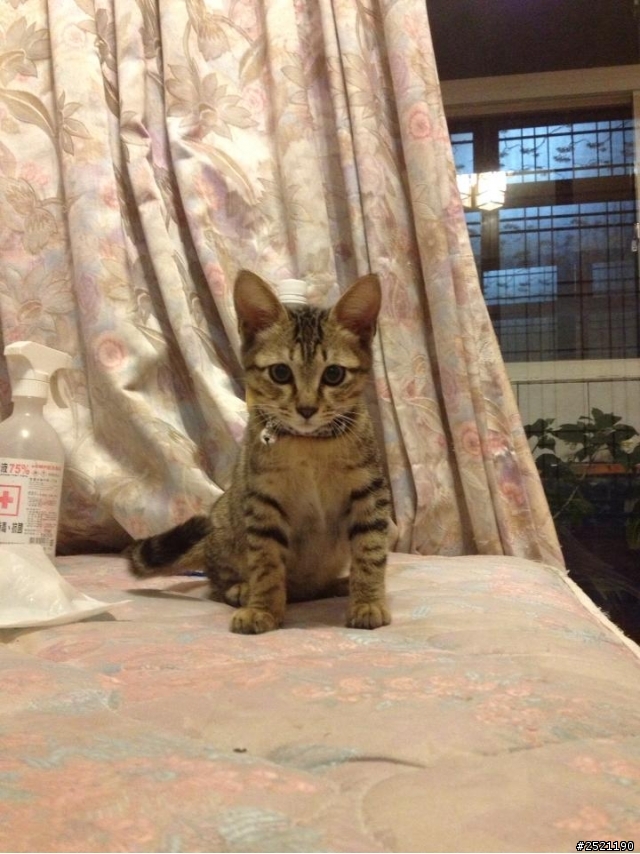 新竹地區送養小貓
