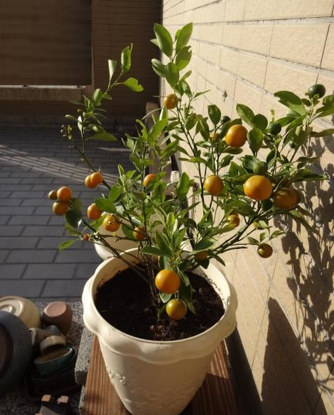 太太自製的濃縮金桔汁