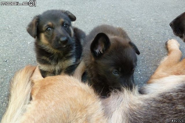 [台中霧峰]優質幼犬免費認養(父:黑台灣土狗；母:德國狼犬)