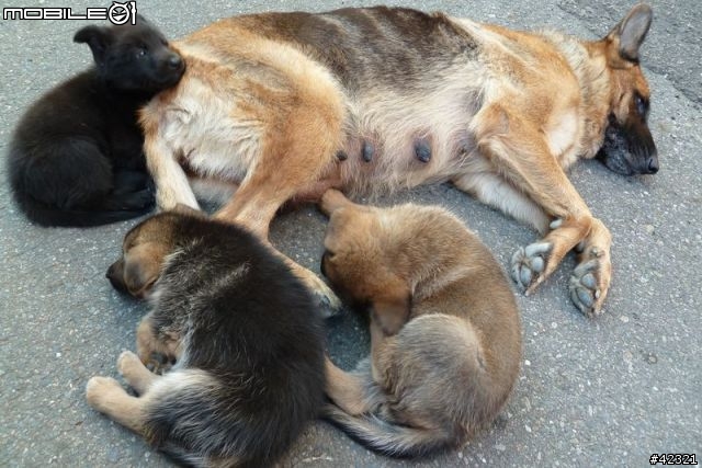 [台中霧峰]優質幼犬免費認養(父:黑台灣土狗；母:德國狼犬)