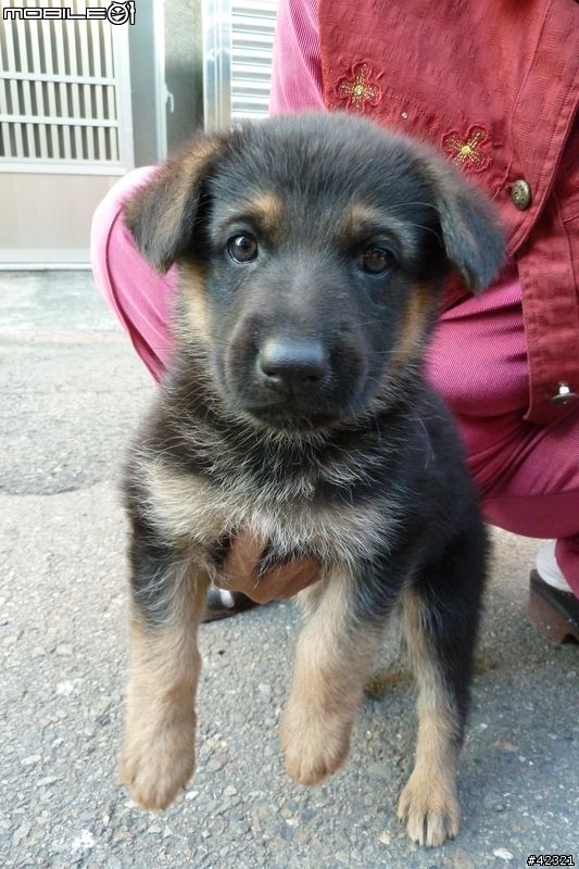 [台中霧峰]優質幼犬免費認養(父:黑台灣土狗；母:德國狼犬)