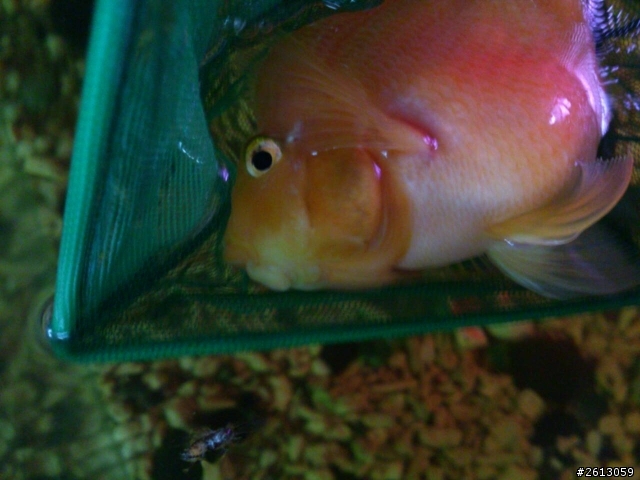 家中的魚生病了，請幫忙看一下！(一顆心，附圖)
