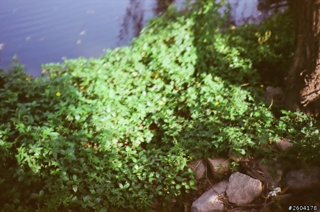 我的Yashica t3d拍出這樣是怎麼回事