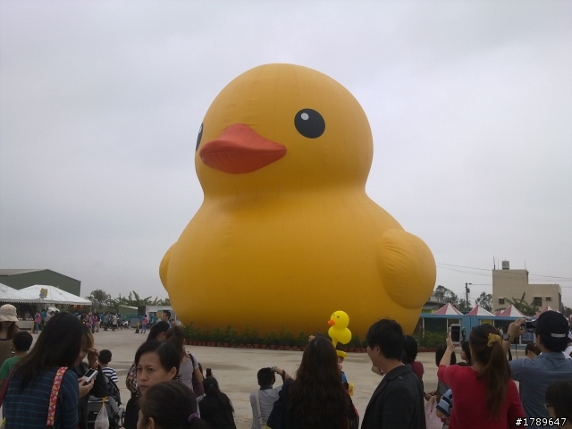 桃園黃色小旱鴨