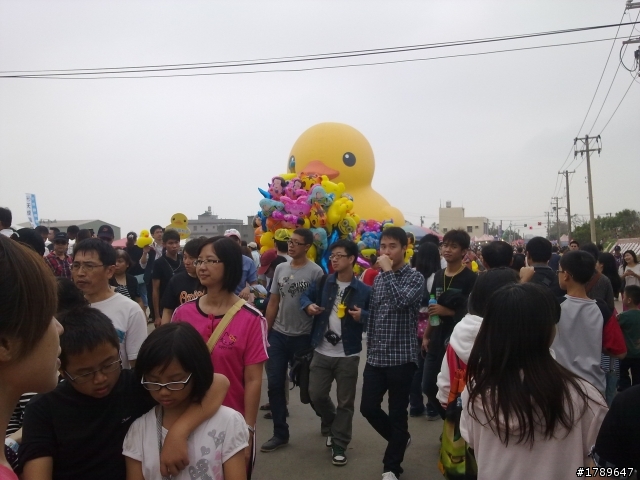 桃園黃色小旱鴨