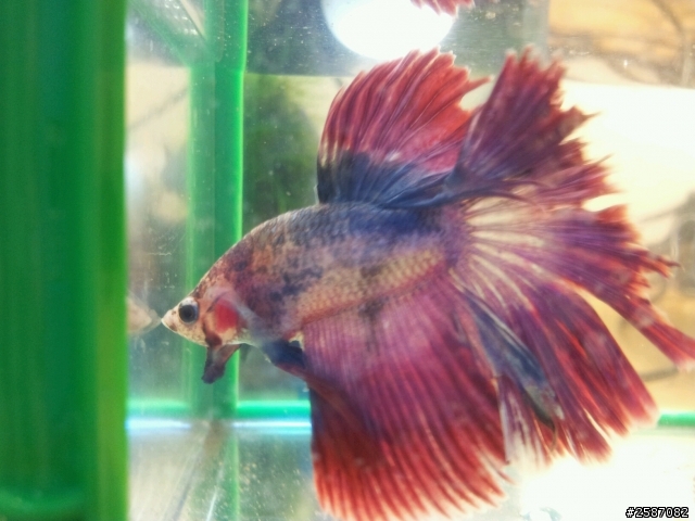 我的鬥魚怎麼了?