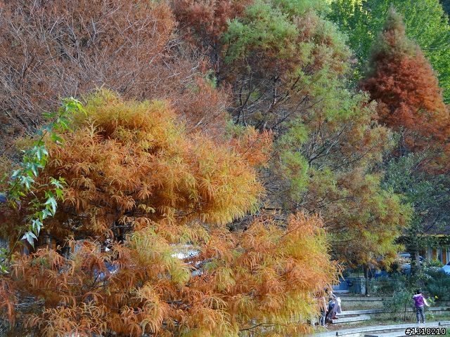 親子旅遊-武陵農場and 桃山瀑布步道