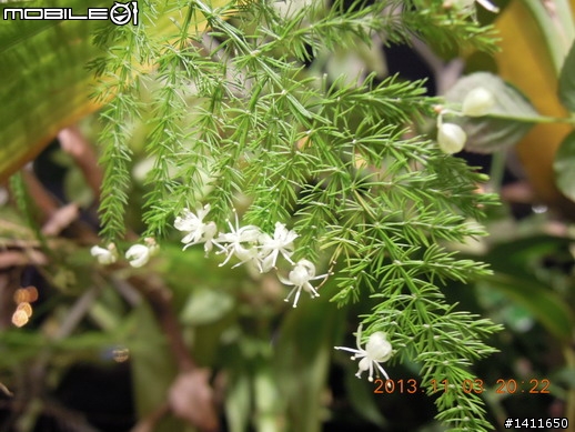 文竹居然開花了
