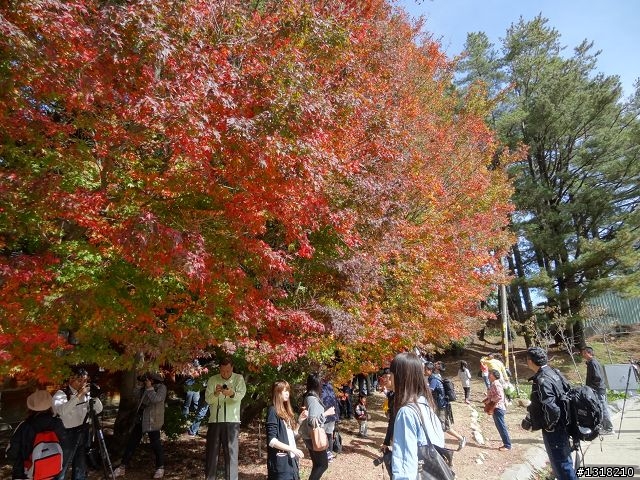 親子旅遊-褔壽山農場 and 合歡溪步道