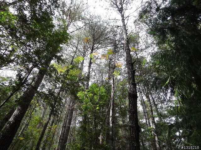 親子旅遊-武陵農場and 桃山瀑布步道