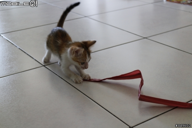 無家可歸的小幼母貓~希望有高雄市善心人士可以收留牠