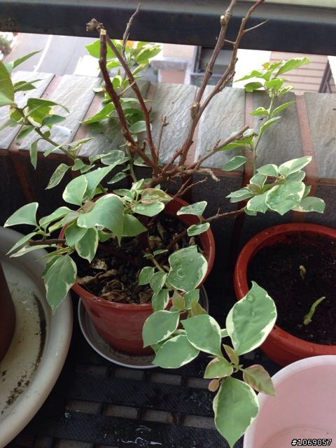 這是什麼植物?