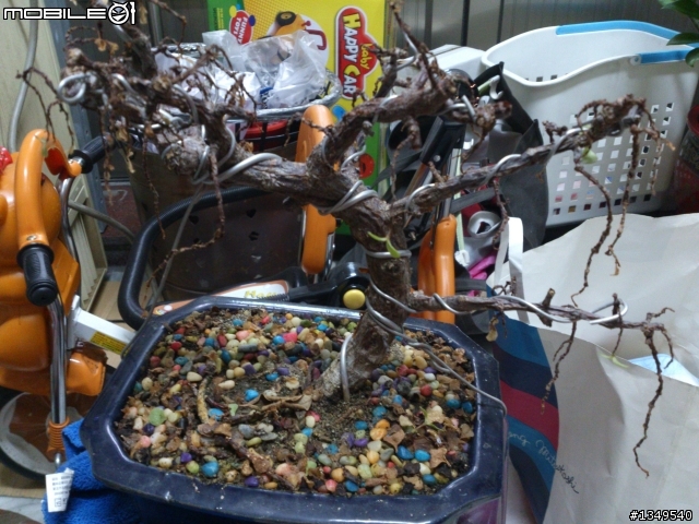小品盆栽名稱請問
