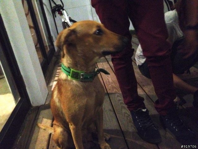 ［急］屏東流浪狗狗1大+2小急需認養