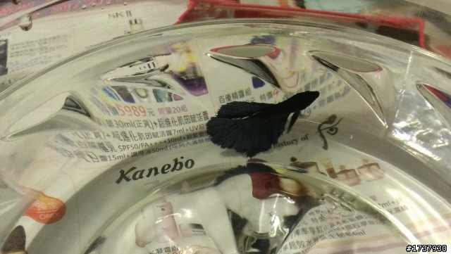 魚中魚 半月鬥魚