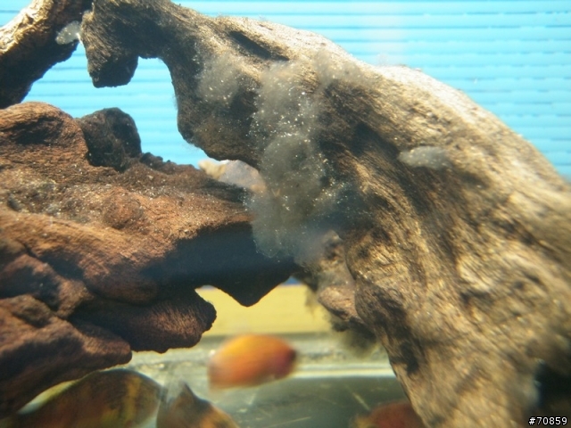 沉木長出綠藻 ?