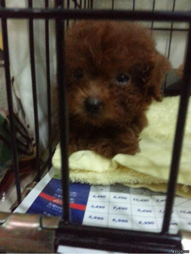 茶杯紅貴賓幼犬送養 ~ 二個月半的可愛紅貴賓弟弟