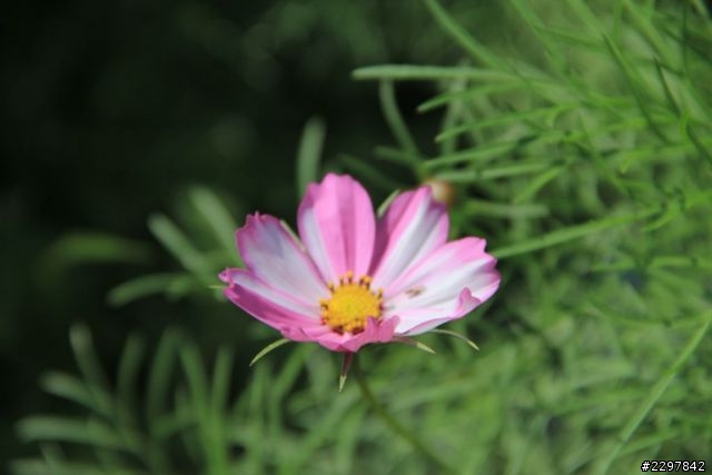 請問60D拍花總是對不到焦會糊是為什麼