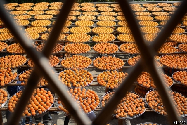 柿子熟了，遊客來了～