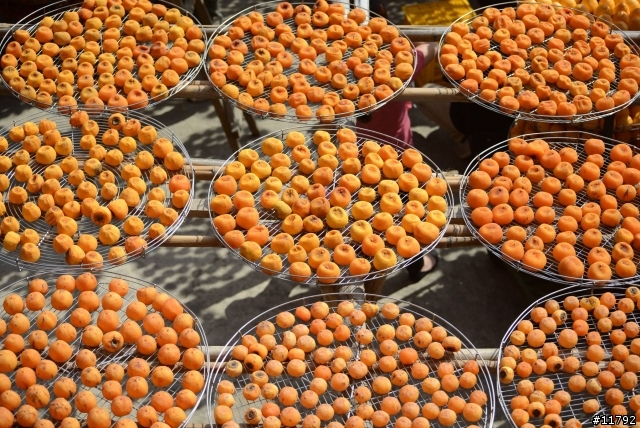 柿子熟了，遊客來了～