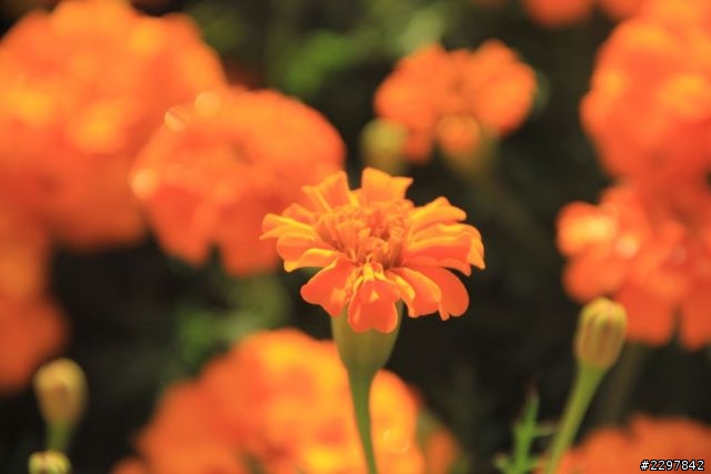 請問60D拍花總是對不到焦會糊是為什麼