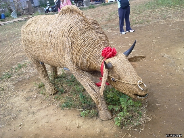 桃園黃色小旱鴨