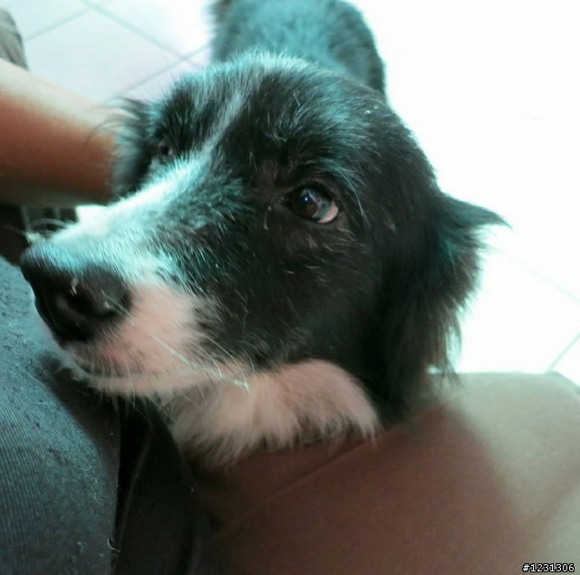 [嘉義] 邊境牧羊犬送養