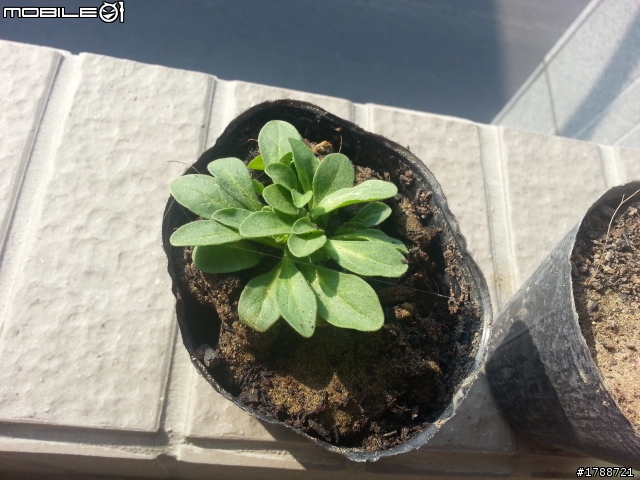 請問這是什麼植物呢？