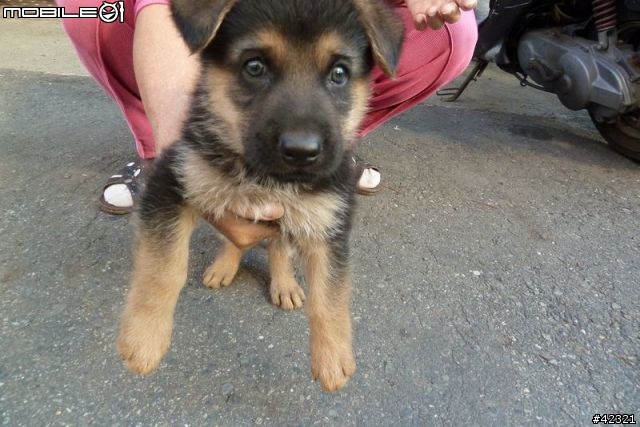 [台中霧峰]優質幼犬免費認養(父:黑台灣土狗；母:德國狼犬)