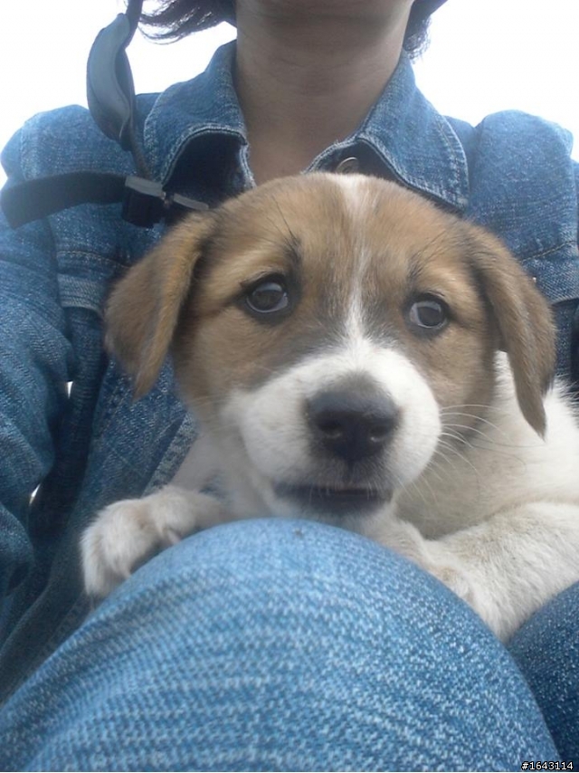 可愛的狗狗送養