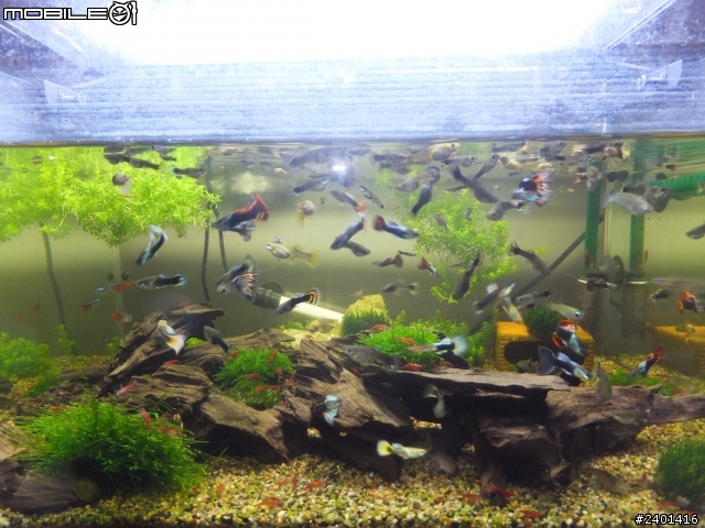 魚蝦共和國