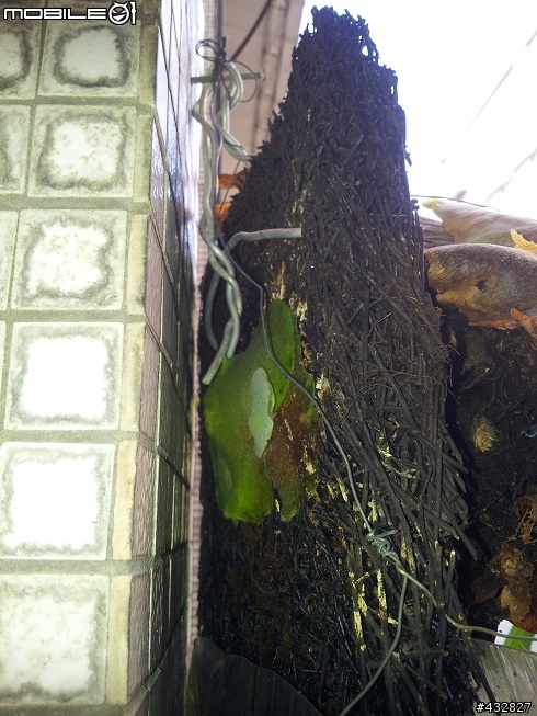 求助   鹿角蕨 長這樣&大統油瓶最終貢獻 & 鞭炮花 不給炮