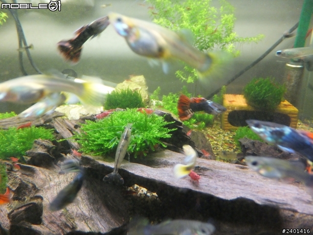 魚蝦共和國