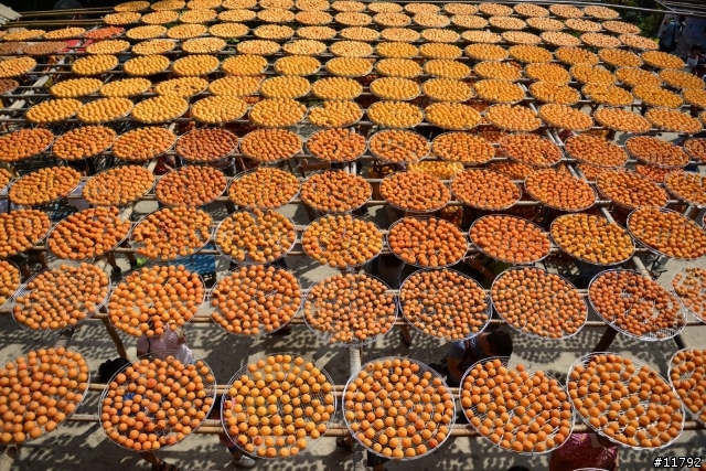 柿子熟了，遊客來了～