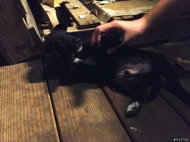 ［急］屏東流浪狗狗1大+2小急需認養