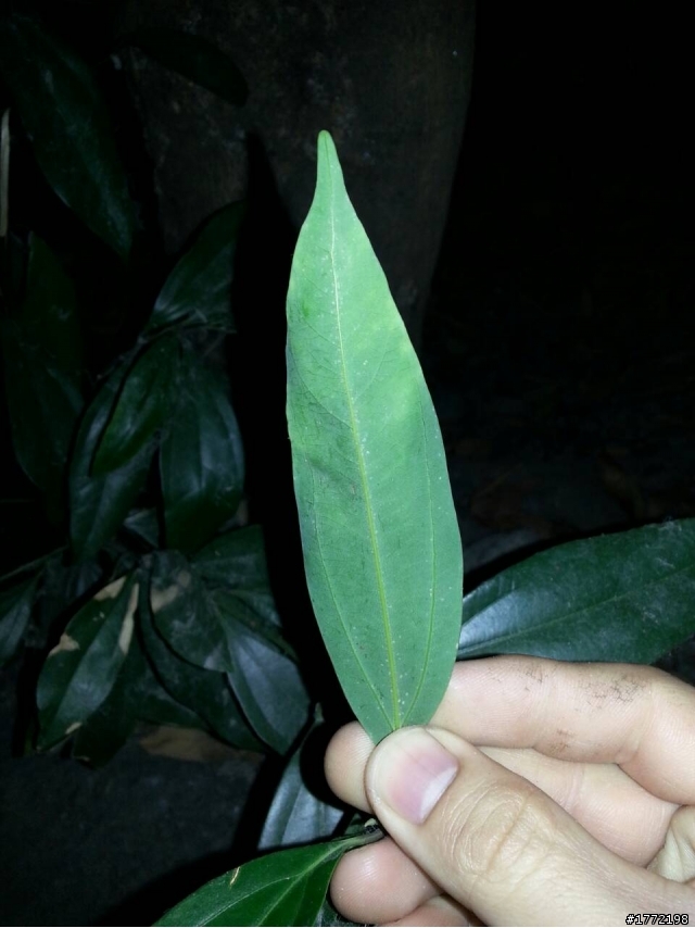 請問各位~~這是甚麼植物呢?