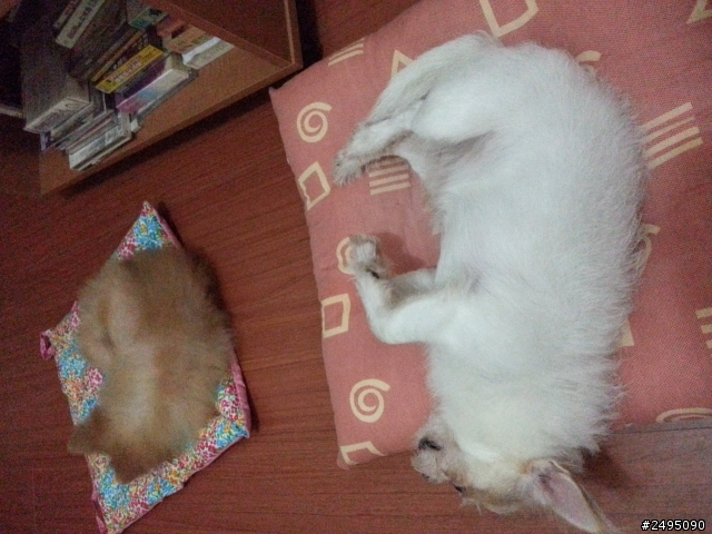 多年以來的養狗方式與心得