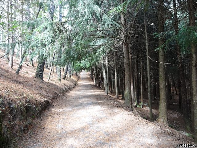 親子旅遊-武陵農場and 桃山瀑布步道