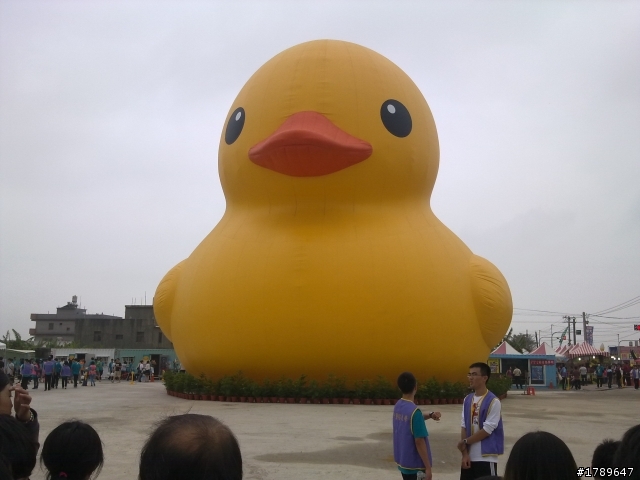 桃園黃色小旱鴨