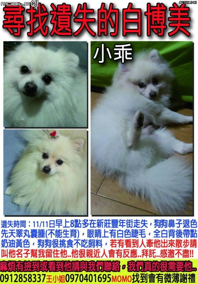 急!!!!!協尋!!!!!白色博美男生Q_______Q