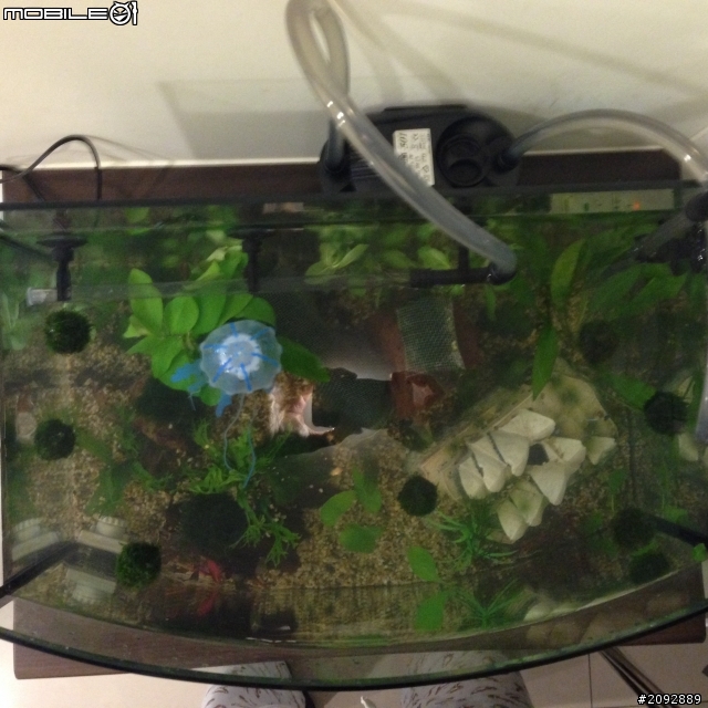 請問一下醬的水草缸需要再加裝燈具嗎