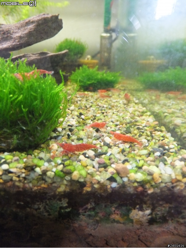 魚蝦共和國