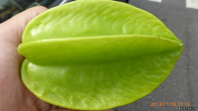 我家的楊桃