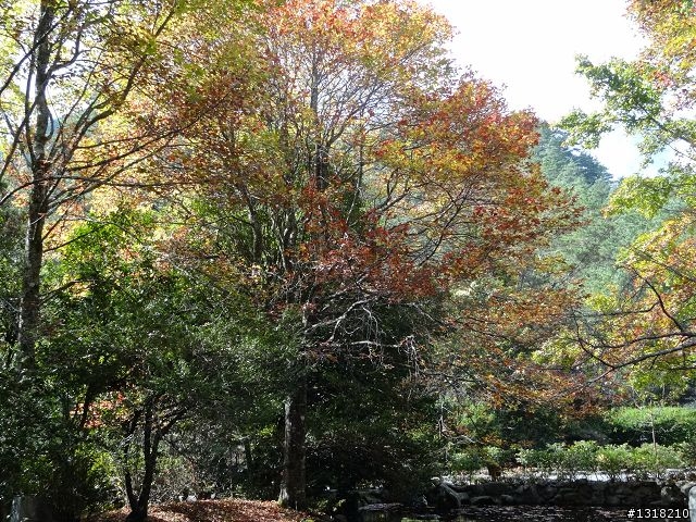 親子旅遊-武陵農場and 桃山瀑布步道