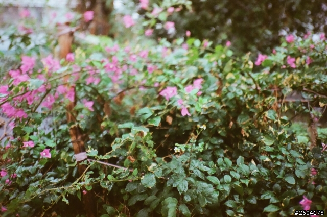我的Yashica t3d拍出這樣是怎麼回事