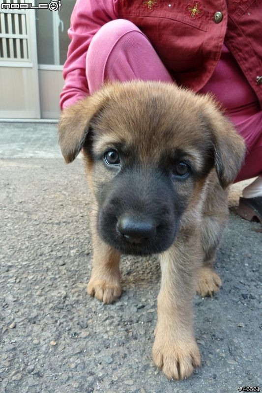 [台中霧峰]優質幼犬免費認養(父:黑台灣土狗；母:德國狼犬)