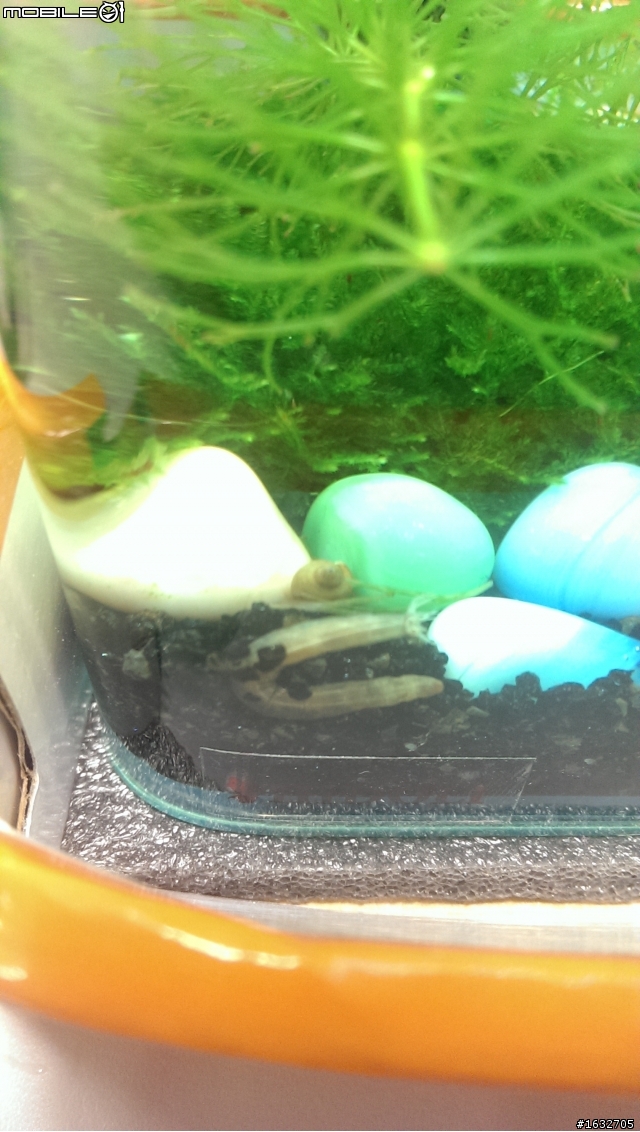請問這是什麼水中生物..(我同事的魚缸)