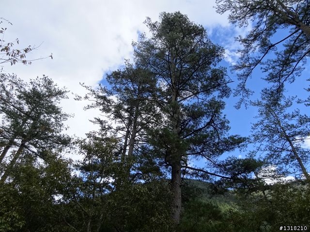 親子旅遊-武陵農場and 桃山瀑布步道