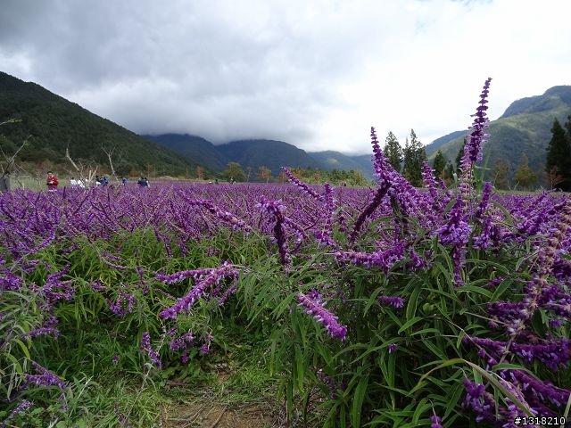 親子旅遊-武陵農場and 桃山瀑布步道